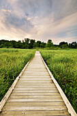 A boardwalk leads into a low area of the Minnesota River Valley in the Minnesota Valley National Wildlife Refuge