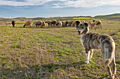Perro pastor al mando de rebaño de ovejas en Monegros,  Zaragoza