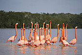 Flamingos,  Celestun,  Mexico