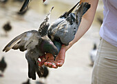 Poland,  Krakow,  Main Market Square,  pigeons