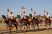 India,  Rajasthan,  Jaisalmer,  Desert Festival,  camel tattoo show