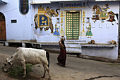 India,  Rajasthan,  Udaipur,  street scene,  painted house,  holy cow