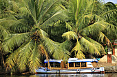India,  Kerala,  Backwaters,  coconut palms,  boat