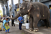 India,  Puducherry,  Pondicherry,  temple elephant blessing hindu devotees