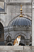 Katze sitzt auf Treppe zum Vorhof der Yeni Camii Moschee, Neue Moschee, Istanbul