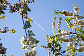 Blooming cherry tree in spring, Lower Saxony, Germany
