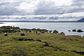 Camping site at Lake Myvatn under clouded sky, Nordurland Eystra, Iceland, Europe