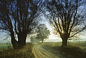 Morgenstimmung an einem Weg mit alten Weiden, Mecklenburger Seenplatte, Mecklenburg-Vorpommern, Deutschland