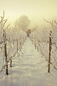 Snow covered wineyard in winter, near Oestrich-Winkel, Rheingau, Rhine river, Hesse, Germany