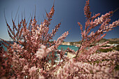 Bay of Paguera with pink bushes, Mallorca, Balearic Islands, Spain