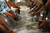 Golden Temple, voluntary helpers cleaning dishes, Sikh holy place, Amritsar, Punjab, India, Asia