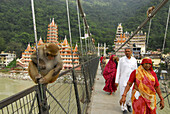 Affe und Pilger auf nördlicher Hängebrücke in Muni Ki Reti vor einem Ashram, Ganges, Rishikesh, Uttarkand, Indien, Asien