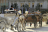 Horse-drawn carriages at the market place Rynek glowny, Krakow, Poland, Europe