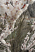 Blühender Aprikosen Busch in Sisteron, Haute Provence, Frankreich, Europa