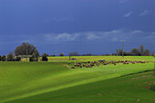 Dunkle Wolken über grünen Feldern und Schafherde, Haute Provence bei Valensole, Frankreich, Europa