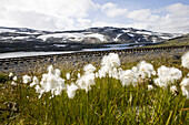 Wollgras im Spätsommer unter Wolkenhimmel, Rallarweg, Nationalpark Hardangervidda, Hordaland, Südnorwegen, Norwegen, Skandinavien; Hochebene; Fjell, Europa