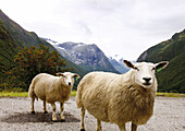 Zwei Schafe auf einer Landstrasse, Sogn og Fjordane, Südnorwegen, Norwegen, Skandinavien; Landschaft, Europa