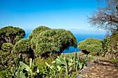 Drachenbäume und Kakteen im Sonnenlicht, Las Tricias, La Palma, Kanarische Inseln, Spanien, Europa
