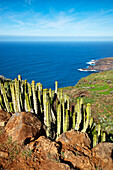 Cactuses and ocean in the sunlight, Santo Domingo de Garafia, La Palma, Canary Islands, Spain, Europe