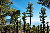 Kanarische Kiefern im Sonnenlicht, Blick auf El Hierro, La Palma, Kanarische Inseln, Spanien, Europa