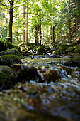 Stream in a forest, Black Forest, Baden-Wuerttemberg, Germany