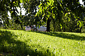Convertible between cherry trees, Black Forest, Baden-Wuerttemberg, Germany