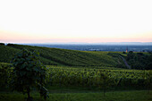 View over vineyards to Baden-Baden, Baden-Wuerttemberg, Germany