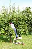 Obstbauer bei der Pflaumenernte, bei Baden-Baden, Baden-Württemberg, Deutschland