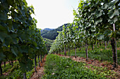 Vineyard, Staufenberg Castle, Durbach-Staufenberg, Baden-Wuerttemberg, Germany