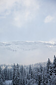 Verschneiter Nadelwald, Flims Laax, Kanton Graubünden, Schweiz