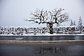 Verschneiter Baum an einer Strasse, Flims, Kanton Graubünden, Schweiz