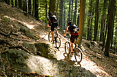 Two mountain bikers passing forest trail, Palatine Forest, Rhineland-Palentine, Germany