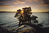 Baum am Ufer des Huon River bei Sonnenaufgang, Tasmanien, Australien