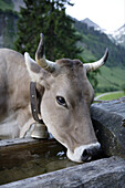 Allgäuer Milchkuh im Hintersteiner Tal, Bad Hindelang, Allgäu, Schwaben, Bayern, Deutschland