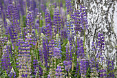 Meadow of lupines near Lenora, South Bohemia, Sumava, Czech republic