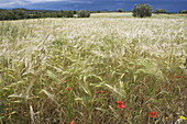 Stormy landscape near Sovana, Tuscany, Italy