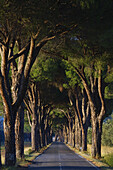 Pine tree alley in Maremma, Tuscany, Italy