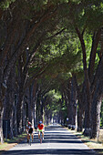 Pine tree alley in Maremma, Tuscany, Italy