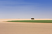 Bewässerungsprojekt in der libyschen Wüste, Libyen, Sahara, Nordafrika