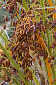 Date Palm, Phoenix spec., in the libyan desert, Oasis Um el Ma, Libya, Sahara, North Africa