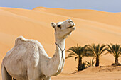 Dromedar bei Germa, Camelus dromedarius, Libyen, Sahara, Nordafrika