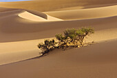 Tamarisken in der libysche Wüste, Sahara, Libyen, Nordafrika