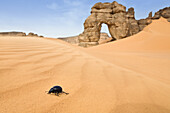 Käfer vor Felsentor im Akakus Gebirge, Libyen, Sahara, Afrika