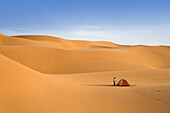 Zelten in der libyschen Wüste, Libyen, Sahara, Nordafrika