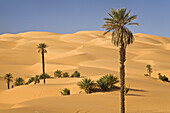 Dattelpalmen, Phoenix spec., in der libyschen Wüste, Oase Um el Ma, Libyen, Sahara, Nord Afrika