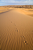 Fennek spoor in the libyan desert, Libya, Africa