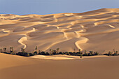 Um el Ma oasis and sanddunes, libyan desert, Libya, Sahara, Africa
