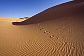 Fennek spoor in the libyan desert, Canis zerdus, Libya, Africa