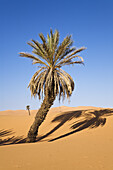 Dattelpalme, Phoenix spec., in der libyschen Wüste, Oase Um el Ma, Libyen, Sahara, Nord Afrika