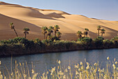 Mandaraseen in den Dünen von Ubari, Oase Um el Ma, libysche Wüste, Sahara, Libyen, Afrika
